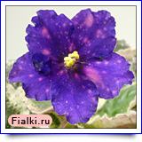 Гончарова % фиалка Startrick (Статрик), Croteau