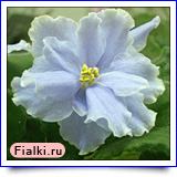 Japonka blue