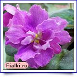 Гончарова % фиалка ЕК-Королевский Рубин, Коршунова