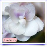 Мирштанти Гульбе