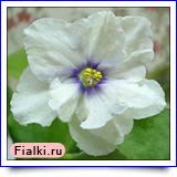 ЕК-Золотая Антилопа