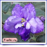 Бакай Баттерфляй