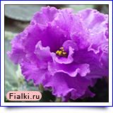 Сибирячка