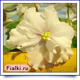 Нина Карпович