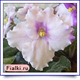 Женское Очарование