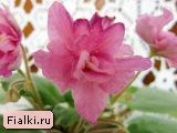 ЕК-Коралловая Рыбка