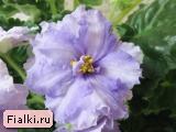 Гончарова % фиалка ЕК-Ассоль, Коршунова