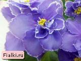 Suncoast Blue Cranberry