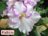 смотреть розетку Lyon's Fairy Queen