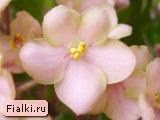 Emerald Pink