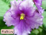 Crystal Plum