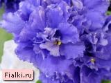 Endless Blue Endless Blue