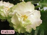 смотреть розетку Spring Rose