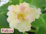 Sunkissed Rose