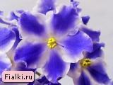 ЛЕ-Елена Премудрая