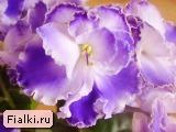 ЛЕ-Ночи Аргентины