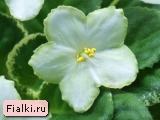 Ma's Lily Pad
