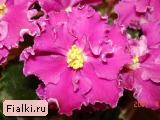 Rebel's Carnation Splash