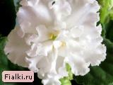 Шакурова % фиалка Букет Невесты, Морев