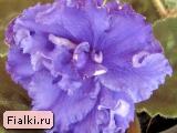 Гончарова % фиалка ЕК-Вечный Зов, Коршунова