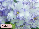 ЛЕ-Выпускница