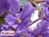 Озорные Волки