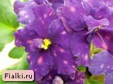 Buckeye Face Paint