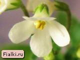Chantaspring