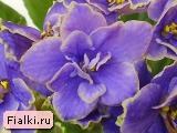 Ma's Blueberry Taffy