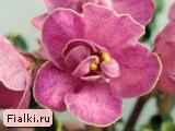Гончарова % фиалка Ma's Melody Girl (Маз Мелоди Гел), Robinson