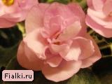 Ness' Satin Rose