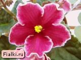 Rumba Red