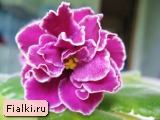 Very Berry