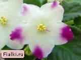 Гончарова % фиалка ЕК-Снегири, Коршунова