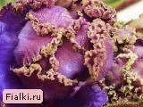 ЛЕ-Кобальтовая Роза ЛЕ-Кобальтовая Роза