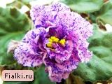 ЛЕ-Мозаика