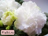 Гончарова % фиалка ЛЕ-Оригами, Лебецкая
