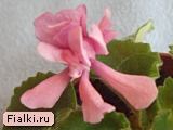 Lunar Lily Pink