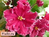 Шакурова % фиалка Sparkleberry (Спарклберри), Champion