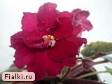 ЕК-Сибирская Царевна