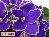 Гончарова % фиалка ЛЕ-Прекрасная Креолка, Лебецкая