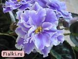 РС-Тайна Нептуна