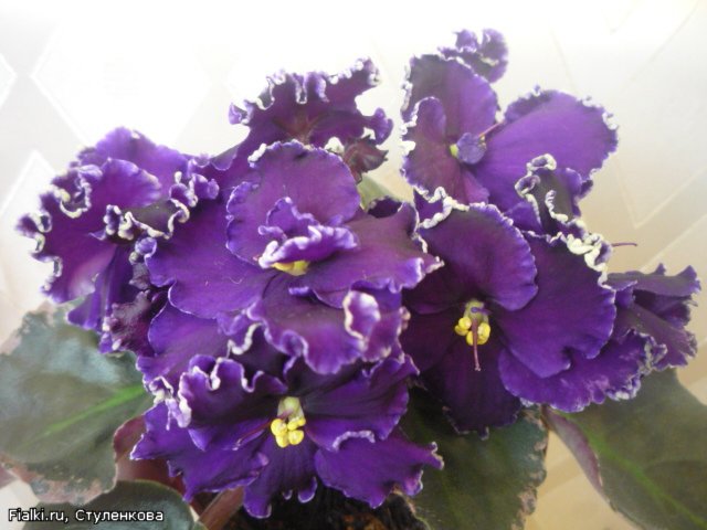 apache midnight фиалка фото и описание онлайн apache midnight фиалка фото и описание