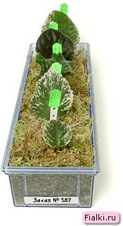 Укорененные листья в магазине Fialkir.u