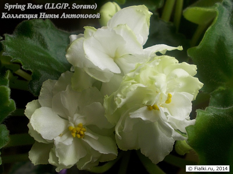 -Spring Rose (LLG,P. Sorano)18.01