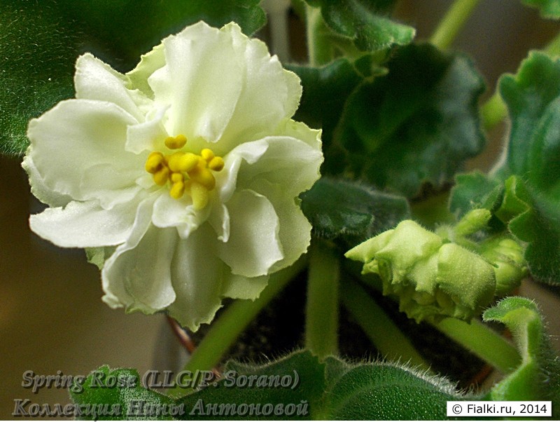 -Spring Rose (Lyndon Lyon Greenhouses,P. Sorano)05.012