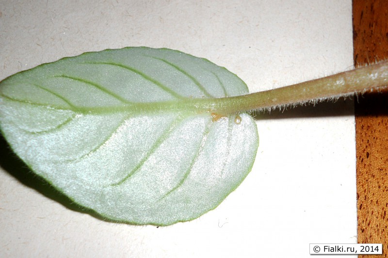 лист, поражённый трипсом