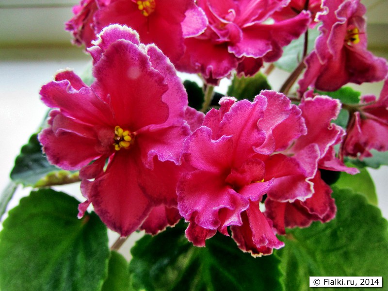 ДжуС-Аделина, С.Джура (Пикаленко), цветы, фиалка