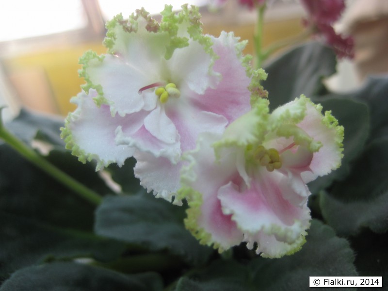Сеянец К.Морева Вечный Май - букет цветов с зеленой бахромкой