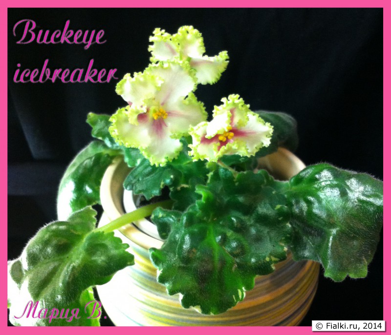 Buckeye icebreacker222